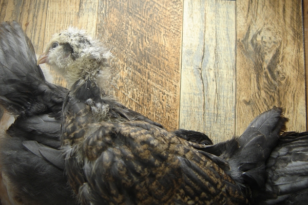 4 Pullet Chicks Week 4 - 2 Steel Blue and 2 Easter Egger